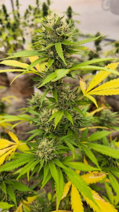 Close-up of cannabis plant with yellow leaves and dense green buds.