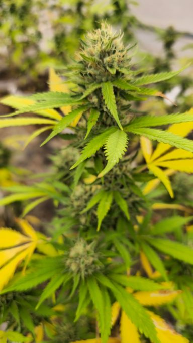 Close-up of a green cannabis plant with yellow leaves and dense flower buds.