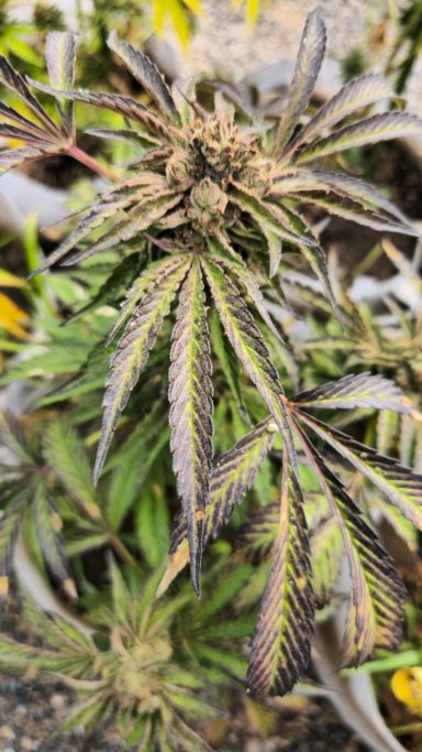 Close-up of cannabis plant with green and purple leaves and developing buds.