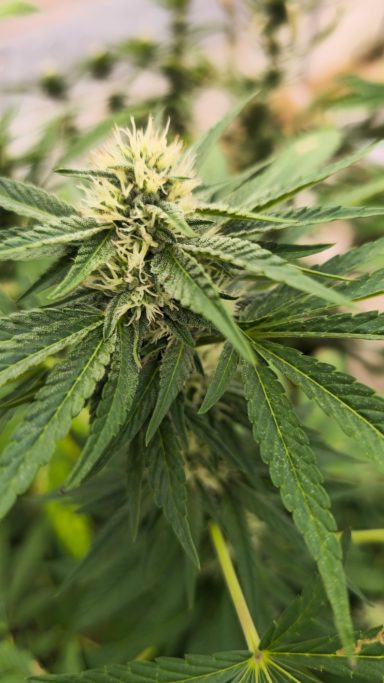 Green cannabis plant with dense flower buds and intricate leaves.