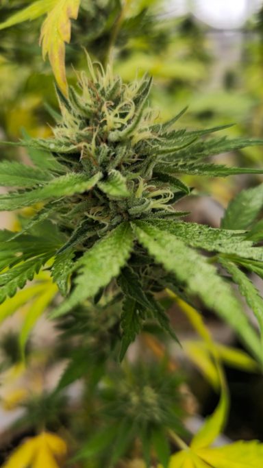 Close-up of a cannabis plant with dense green leaves and flowering buds.