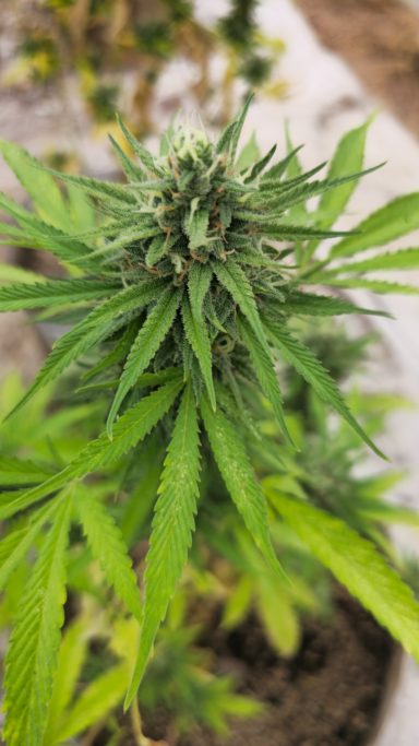 Close-up of a green cannabis plant with dense leaves and budding flowers.