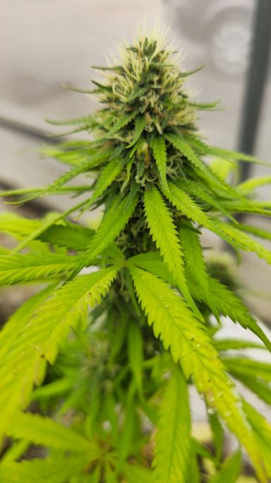 Close-up of a vibrant cannabis plant with dense green leaves and budding flowers.