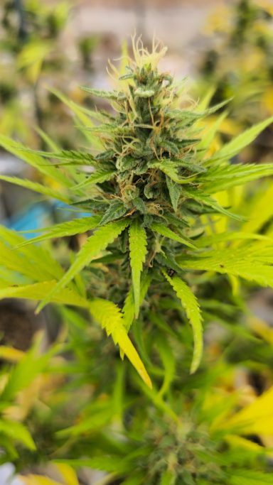 Close-up of a cannabis plant with dense buds and vibrant green leaves.