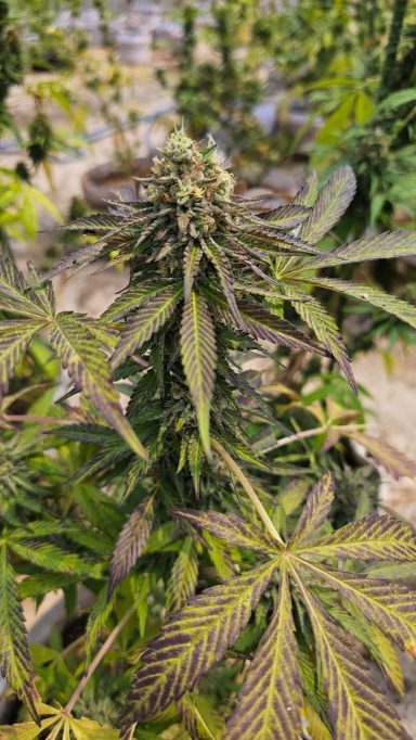 Close-up of a cannabis plant with green and purple leaves and budding flowers.