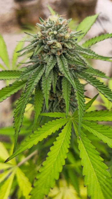 Close-up of a cannabis plant with dense green buds and broad leaves.