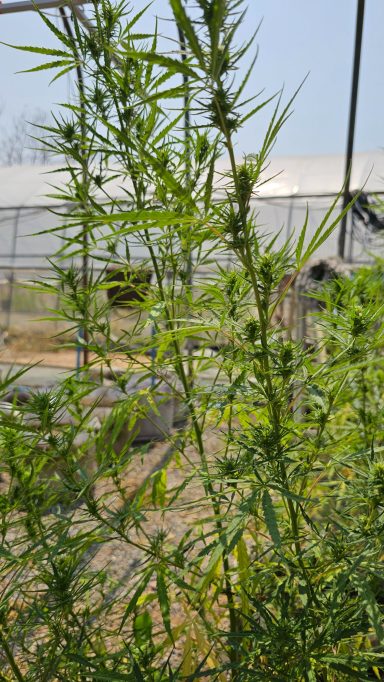 Tall, green hemp plants growing in a greenhouse with blurred background.