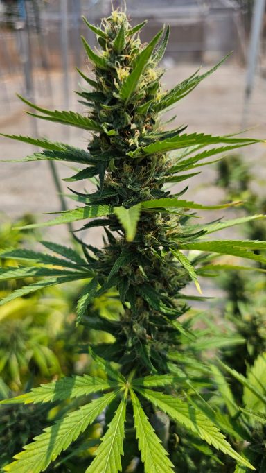 Close-up of a cannabis plant with green leaves and densely packed buds.